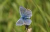 Common Blue at Paglesham Lagoon (Steve Arlow) (65412 bytes)